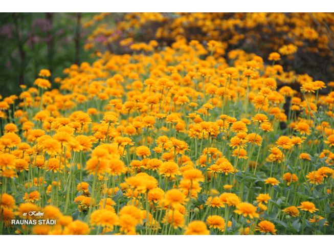 Heliopsis helianthoides var. scabra   'Asahi'